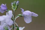 Oldfield toadflax